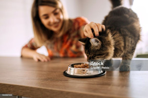 Photo de galerie - Je garde votre chat à votre domicile,je viens le nourrir et passer du temps avec lui en votre absence.
J'ai moi même un chat sous médicaments.