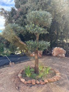 Photo de galerie - Plantation Olivier nuage