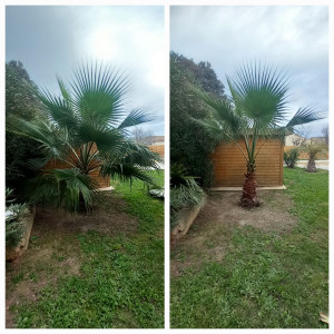 Photo de galerie - Taille palmier 