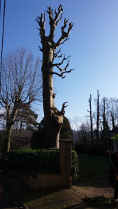 Photo de galerie - Un arbre en cours de démontage 