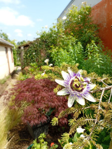 Photo de galerie - Passiflora caerulea au premier plan.