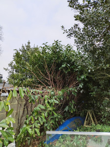 Photo de galerie - Taille de haie en cours ! Un travail soigné pour un jardin propre, net et agréable toute l'année.