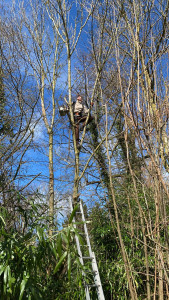 Photo de galerie - Abattage de plusieurs type d'arbre et arbuste 