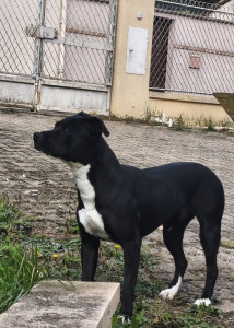 Photo de galerie - Voici ma chienne