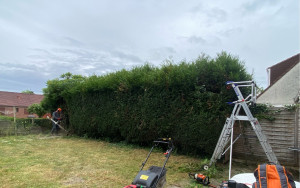 Photo de galerie - Taille de haies et d'arbustes