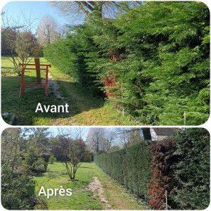 Photo de galerie - Taille de haies 