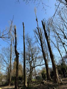 Photo de galerie - Elagage et coupe d'arbres
