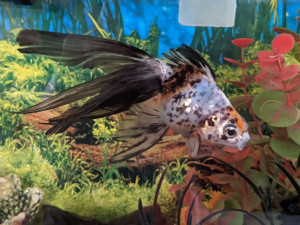 Photo de galerie - Poisson rouge en pension pendant la période de canicule 
