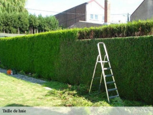 Photo de galerie - Réalisation d'une taille de haie ?? 
évacuation du déchets vert netoiyage de chantier 