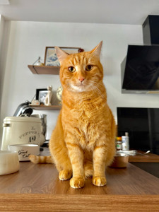 Photo de galerie - Garde chat