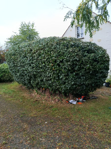 Photo de galerie - Taille de haies et d'arbustes