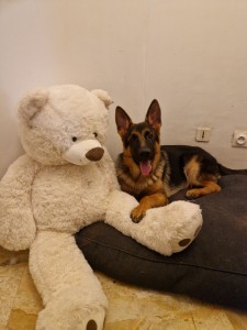 Photo de galerie - Garde chien