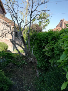Photo de galerie - Elagage et coupe d'arbres