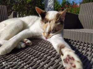 Photo de galerie - Duchesse, décontractée au soleil sur la terrasse. Elle est très affectueuse, très câline, elle reste dehors seulement si je reste près d'elle. Elle a peur des chats du quartier.