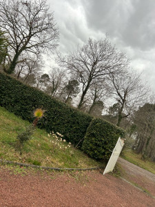 Photo de galerie - Taille de haies et d'arbustes