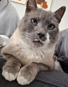 Photo de galerie - J'adore les animaux, je peux passer chez vous nourrir votre chat et rester quelques heures avec lui. 
je ne garde malheureusement pas de chien, mon chat ne supporterait pas. 