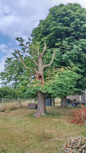 Photo de galerie - Élagage et taille sanitaire d'un marronnier ayant perdu un branche charpentière. 