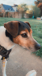 Photo de galerie - Nouky un petit jack qui vient régulièrement en pension 