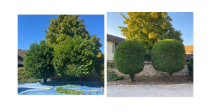 Photo de galerie - Taille de 2 cyprès en boule 
