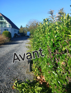 Photo de galerie - Taille de haie 