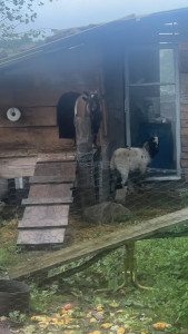 Photo de galerie - J’ai l’espace pour aceuillir votre compagnon