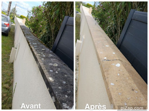 Photo de galerie - Traitement fongicide avant/après 
