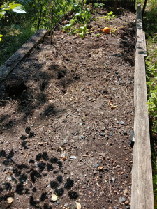Photo de galerie - Désherber un terrain de légumes chez un particulier 
