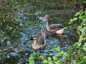 Photo de galerie - Garde animaux