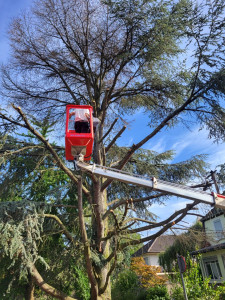 Photo de galerie - Elagage et coupe d'arbres