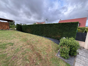 Photo de galerie - Taille de haie de cyprès 