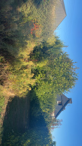 Photo de galerie - Avant la taille 