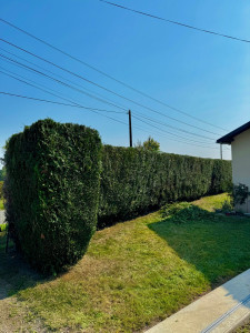 Photo de galerie - Elagage et coupe d'arbres