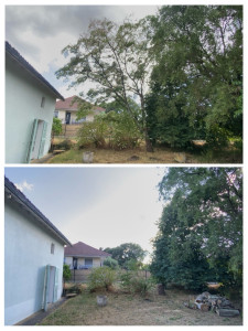 Photo de galerie - Elagage et coupe d'arbres