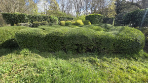 Photo de galerie - Taille de cotonéasters
