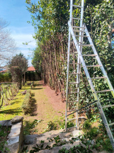 Photo de galerie - Taille de haie 