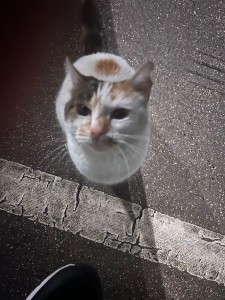 Photo de galerie - Garde chat