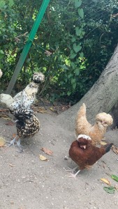 Photo de galerie - Garde animaux