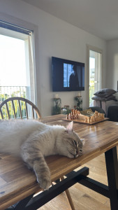 Photo de galerie - Garde animaux