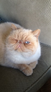 Photo de galerie - Garde de chats d’amis