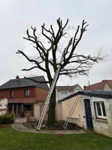 Photo de galerie - Élagage