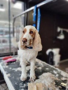 Photo de galerie - Une adorable Cocker Anglais ?