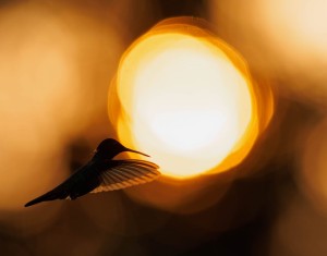 Photo de galerie - Hypnose
