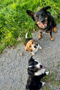 Photo de galerie - Garde d’animaux