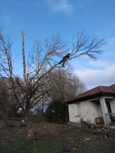 Photo de galerie - élagage,abattage d'arbre dangereux 
taille des haies,pose clôture 