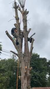 Photo de galerie - Elagage et coupe d'arbres