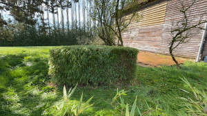 Photo de galerie - Taille de bambou