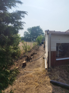 Photo de galerie - Abattage de thuyas pour la sécurisation incendie du cabanon & de la maison.