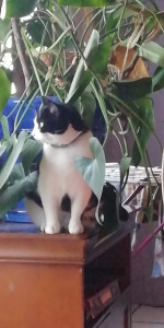 Photo de galerie - J aime les animaux 