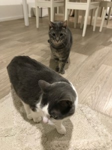 Photo de galerie - Garde chat