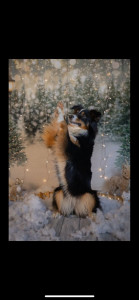 Photo de galerie - Je vous propose mes services dans l'éducation de votre compagnon à quatres pattes.